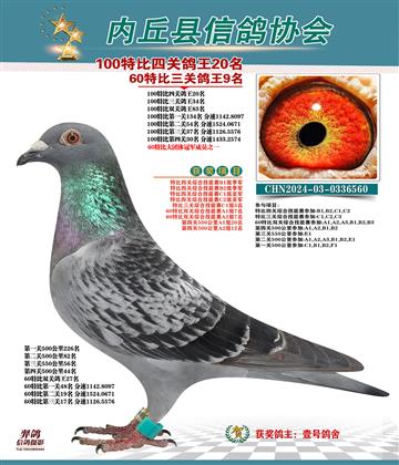 特比四關(guān)鴿王20名