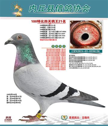 特比四關(guān)鴿王21名 精英賽5名