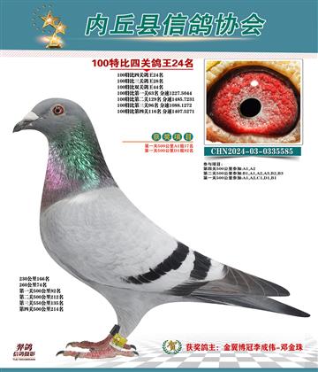 特比四關(guān)鴿王24名