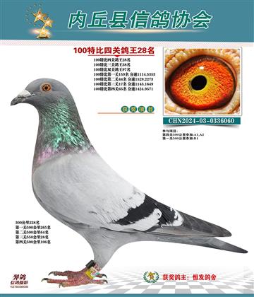 特比四關(guān)鴿王28名