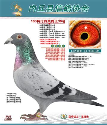 特比四關(guān)鴿王30名 精英賽7名