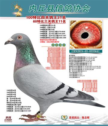 特比四關(guān)鴿王31名 精英賽8名