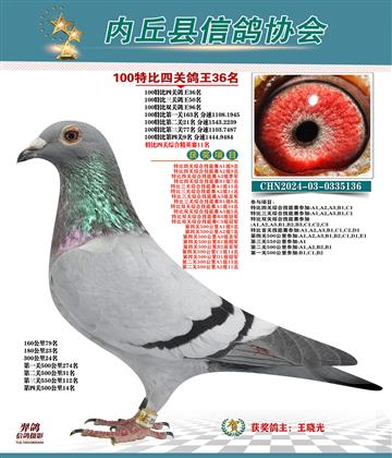 特比四關(guān)鴿王36名