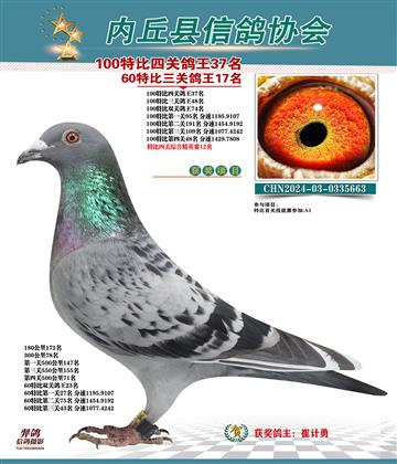 特比四關(guān)鴿王37名