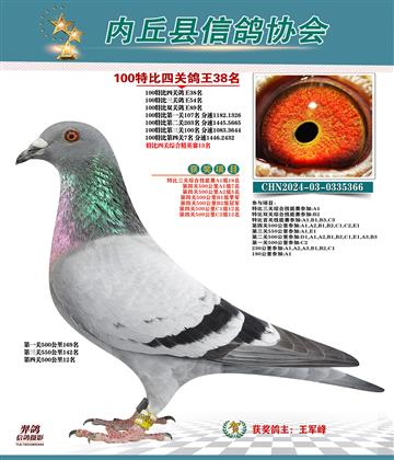 特比四關(guān)鴿王38名