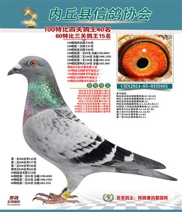 特比四關(guān)鴿王40名