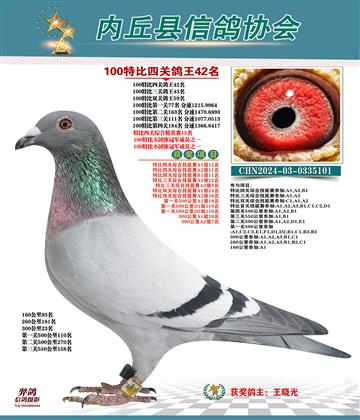 特比四關(guān)鴿王42名