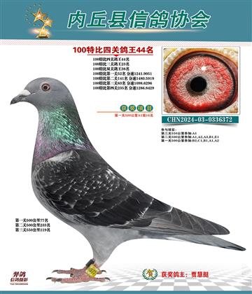 特比四關(guān)鴿王44名