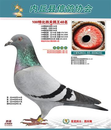 特比四關(guān)鴿王48名