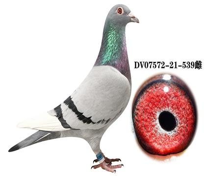 DV 05950-21-539雄
