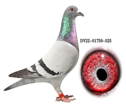 DV 01759-22-525雌