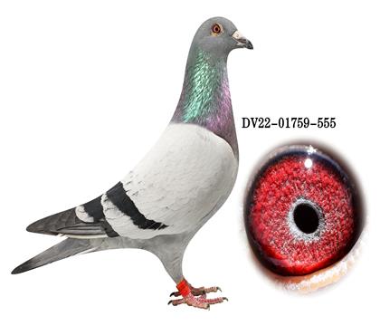 DV 01759-22-555雄