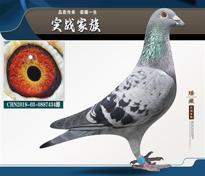 友祥鴿業(yè)廣順分舍東方不敗