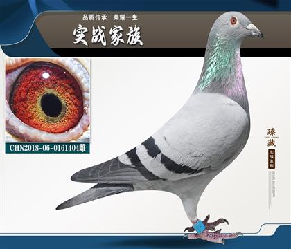 凡龍三關(guān)鴿王6名 精英賽4名特比賽4名