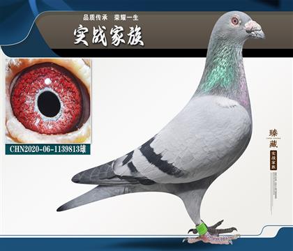 十幾年連續(xù)不敗 凡龍豪飛15名家族