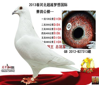 母親一六關(guān)鴿王總冠軍