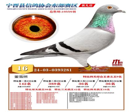 رP(gun)16
