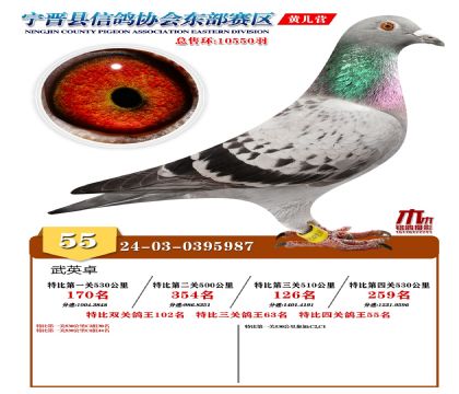 رP(gun)55