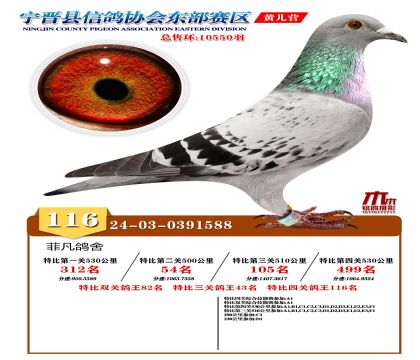 رP(gun)116