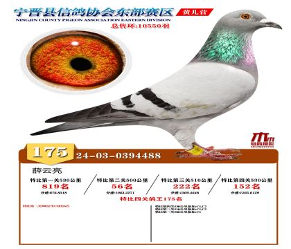 رP(gun)175