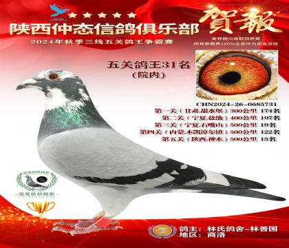 院內(nèi)五關(guān)鴿王31名