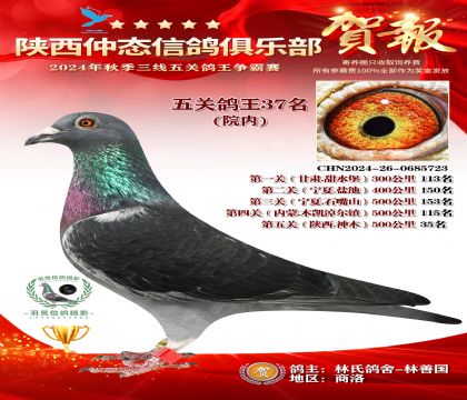 院內(nèi)五關(guān)鴿王37名