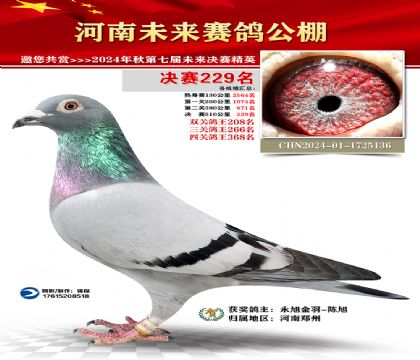 河南未来决赛229名