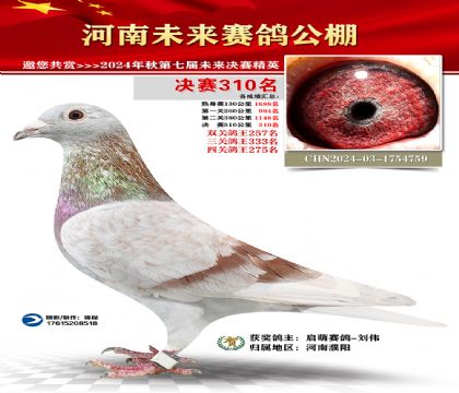 河南未来决赛310名