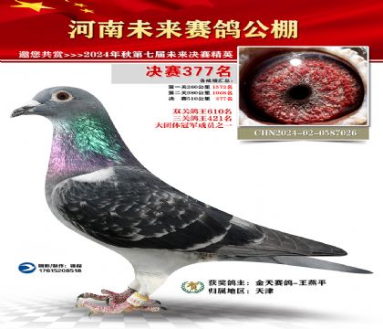 河南未来决赛377名