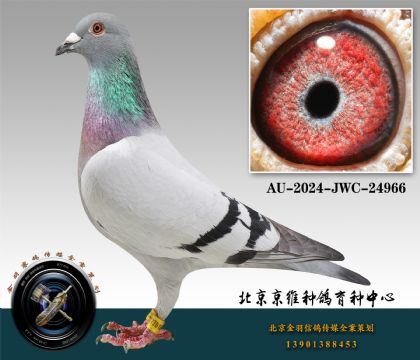 79-AU-2024-JWC-24966
