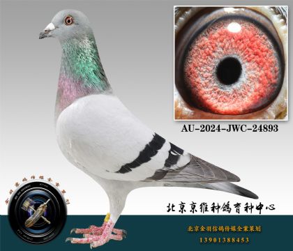 85-AU-2024-JWC-24893