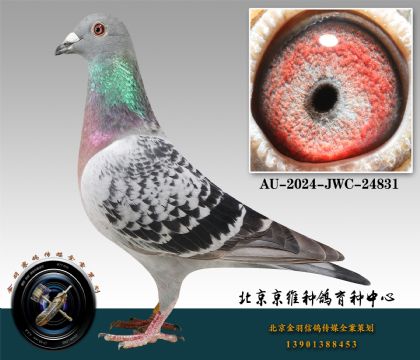 86-AU-2024-JWC-24831