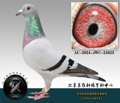 91-AU-2024-JWC-24823