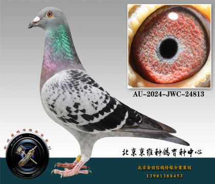 95-AU-2024-JWC-24813