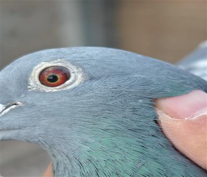 ۾