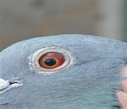 ۾