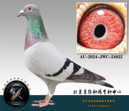 137-AU-2024-JWC-24822