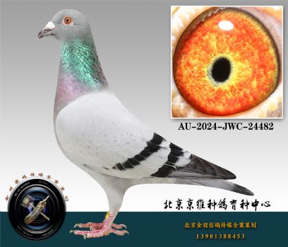 163-AU-2024-JWC-24482