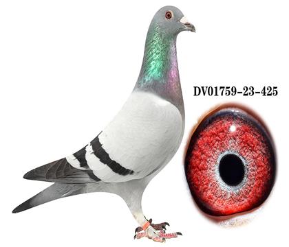 DV 01759-23-425雄