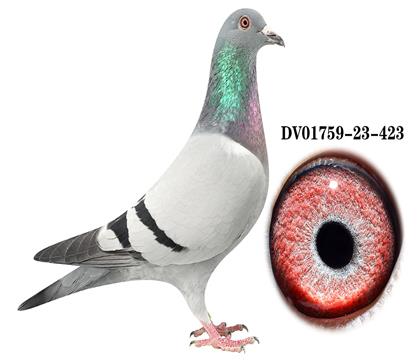 DV 01759-23-423雌