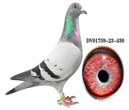 DV 01759-23-430雌