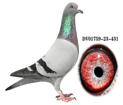 DV 01759-23-431雄