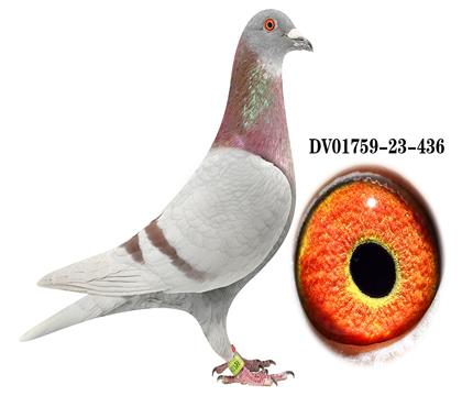 DV 01759-23-436雄