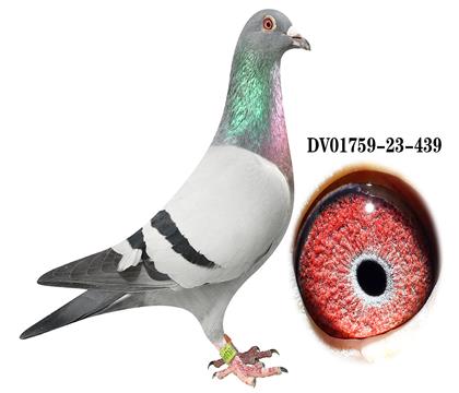 DV 01759-23-439 雄