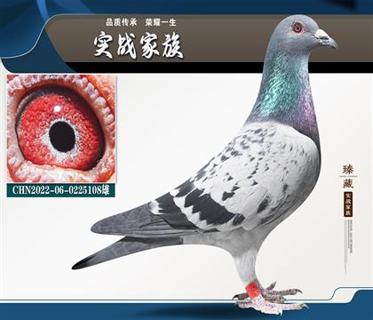觀賞魚馬克羅森斯中距離鴿王家族