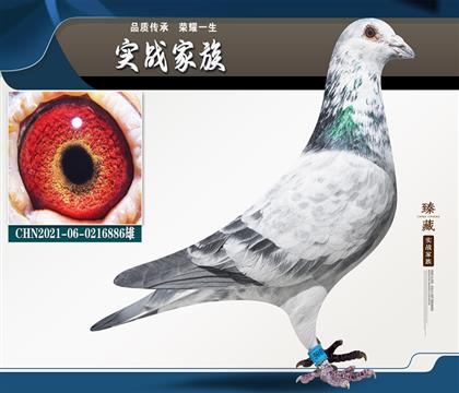 實(shí)戰(zhàn)鴿王花