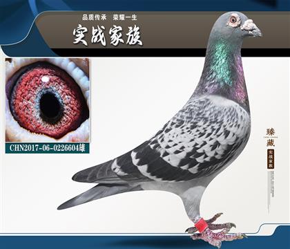 戰(zhàn)斗機(jī)5 名