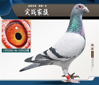 英格斯178X古瓦特旋風(fēng)號
