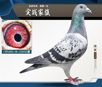 鴿王楊3代X4代