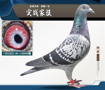 桑杰士 厚德寄養(yǎng)棚冠軍同窩